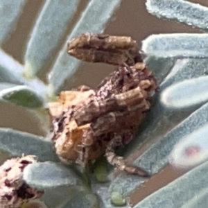 Arkys sp. (genus) at Legacy Park Woodland Reserve - 20 Mar 2024 04:25 PM