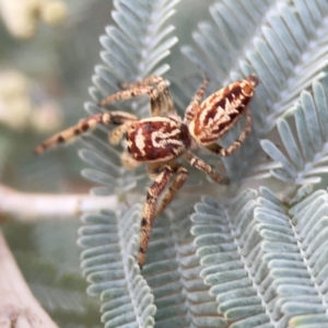 Opisthoncus serratofasciatus at Legacy Park Woodland Reserve - 20 Mar 2024