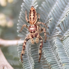 Opisthoncus serratofasciatus at Legacy Park Woodland Reserve - 20 Mar 2024