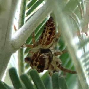 Opisthoncus serratofasciatus at Legacy Park Woodland Reserve - 20 Mar 2024