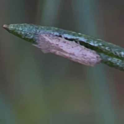 Isochorista (genus) at Legacy Park Woodland Reserve - 20 Mar 2024 by Hejor1