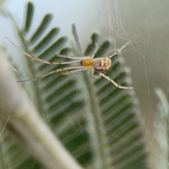 Araneinae (subfamily) at Legacy Park Woodland Reserve - 20 Mar 2024 by Hejor1