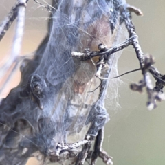 Cheiracanthium gracile (Slender sac spider) at Campbell, ACT - 20 Mar 2024 by Hejor1