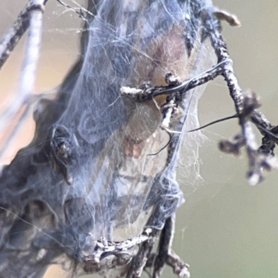 Cheiracanthium gracile (Slender sac spider) at Legacy Park Woodland Reserve - 20 Mar 2024 by Hejor1