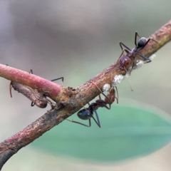 Unidentified Scale insect or Mealybug (Hemiptera, Coccoidea) at Legacy Park Woodland Reserve - 20 Mar 2024 by Hejor1