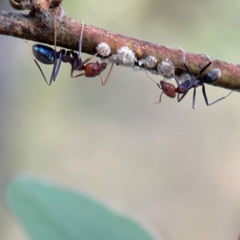 Iridomyrmex purpureus (Meat Ant) at Legacy Park Woodland Reserve - 20 Mar 2024 by Hejor1