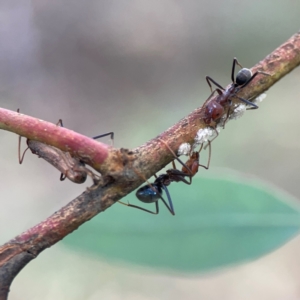 Iridomyrmex purpureus at Legacy Park Woodland Reserve - 20 Mar 2024