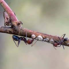 Iridomyrmex purpureus at Legacy Park Woodland Reserve - 20 Mar 2024