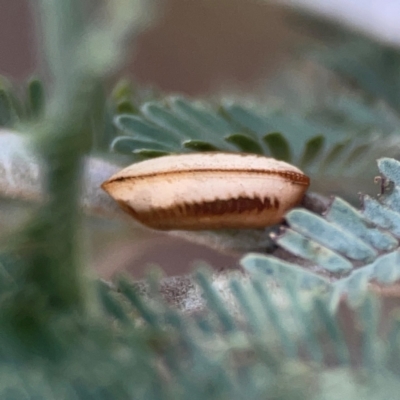 Blattodea (order) (Unidentified cockroach) at Legacy Park Woodland Reserve - 20 Mar 2024 by Hejor1