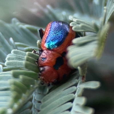 Calomela bartoni (Acacia Leaf Beetle) at Legacy Park Woodland Reserve - 20 Mar 2024 by Hejor1