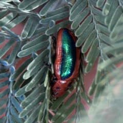 Calomela bartoni at Legacy Park Woodland Reserve - 20 Mar 2024