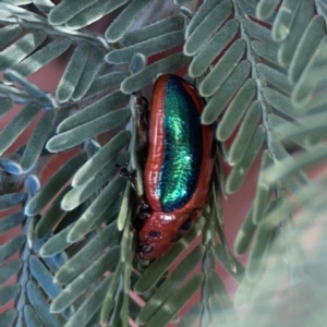 Calomela bartoni at Legacy Park Woodland Reserve - 20 Mar 2024