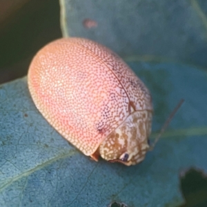 Paropsis atomaria at Legacy Park Woodland Reserve - 20 Mar 2024