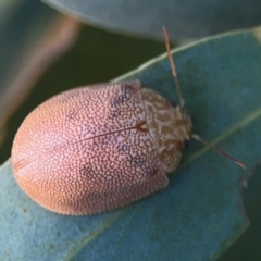 Paropsis atomaria at Legacy Park Woodland Reserve - 20 Mar 2024