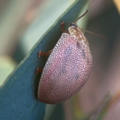 Paropsis atomaria at Legacy Park Woodland Reserve - 20 Mar 2024