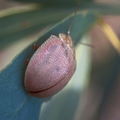 Paropsis atomaria at Legacy Park Woodland Reserve - 20 Mar 2024