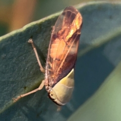 Brunotartessus fulvus (Yellow-headed Leafhopper) at Legacy Park Woodland Reserve - 20 Mar 2024 by Hejor1