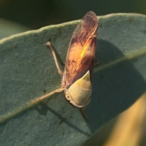 Brunotartessus fulvus at Legacy Park Woodland Reserve - 20 Mar 2024