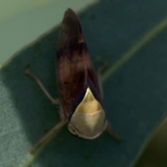 Brunotartessus fulvus at Legacy Park Woodland Reserve - 20 Mar 2024