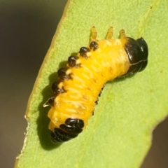 Paropsis atomaria (Eucalyptus leaf beetle) at Campbell, ACT - 20 Mar 2024 by Hejor1