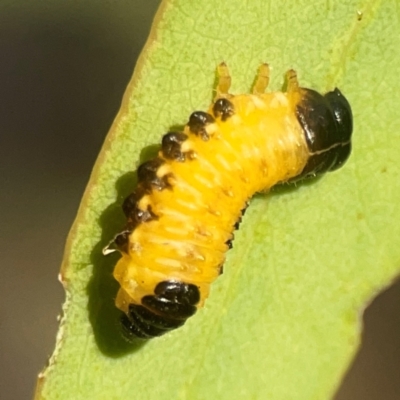 Paropsis atomaria (Eucalyptus leaf beetle) at Campbell, ACT - 20 Mar 2024 by Hejor1