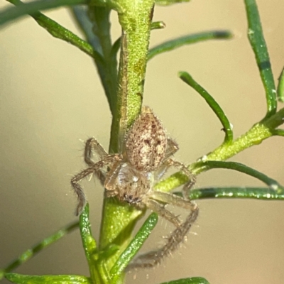 Unidentified Huntsman spider (Sparassidae) at Campbell, ACT - 20 Mar 2024 by Hejor1