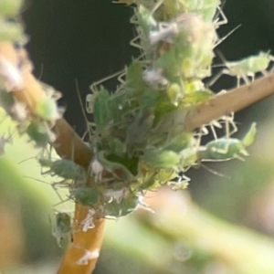 Aphididae (family) at Legacy Park Woodland Reserve - 20 Mar 2024