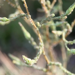 Aphididae (family) at Legacy Park Woodland Reserve - 20 Mar 2024