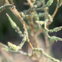 Aphididae (family) at Legacy Park Woodland Reserve - 20 Mar 2024