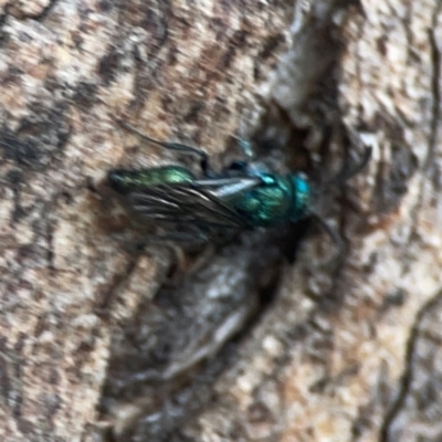 Mutillidae (family) (Unidentified Mutillid wasp or velvet ant) at Campbell, ACT - 20 Mar 2024 by Hejor1