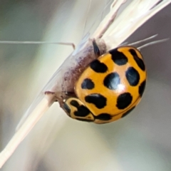 Harmonia conformis (Common Spotted Ladybird) at Campbell, ACT - 20 Mar 2024 by Hejor1