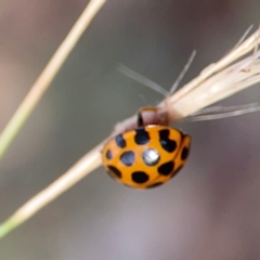 Harmonia conformis at Legacy Park Woodland Reserve - 20 Mar 2024 05:47 PM