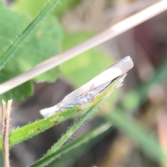 Culladia cuneiferellus (Crambinae moth) at Legacy Park Woodland Reserve - 20 Mar 2024 by Hejor1