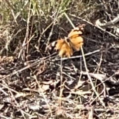 Heteronympha merope at Legacy Park Woodland Reserve - 20 Mar 2024 05:33 PM