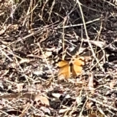 Heteronympha merope at Legacy Park Woodland Reserve - 20 Mar 2024 05:33 PM