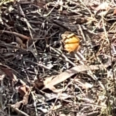 Heteronympha merope at Legacy Park Woodland Reserve - 20 Mar 2024 05:33 PM