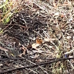 Heteronympha merope at Legacy Park Woodland Reserve - 20 Mar 2024 05:33 PM