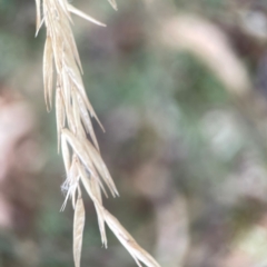 Rytidosperma sp. (Wallaby Grass) at Campbell, ACT - 20 Mar 2024 by Hejor1