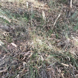 Rytidosperma sp. at Legacy Park Woodland Reserve - 20 Mar 2024