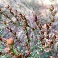 Hypericum perforatum (St John's Wort) at Campbell, ACT - 20 Mar 2024 by Hejor1