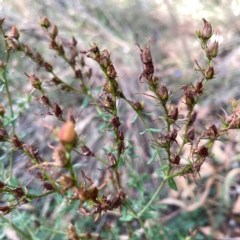 Hypericum perforatum at Legacy Park Woodland Reserve - 20 Mar 2024 05:31 PM