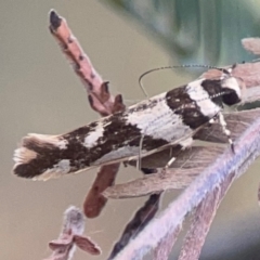 Macrobathra desmotoma ( A Cosmet moth) at Legacy Park Woodland Reserve - 20 Mar 2024 by Hejor1