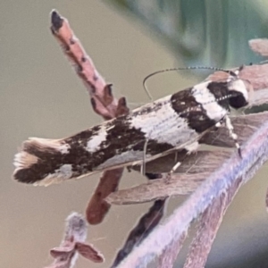 Macrobathra desmotoma at Legacy Park Woodland Reserve - 20 Mar 2024 05:17 PM