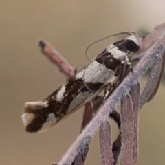 Macrobathra desmotoma at Legacy Park Woodland Reserve - 20 Mar 2024 05:17 PM