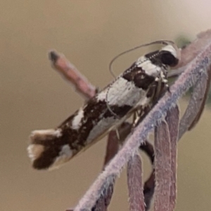 Macrobathra desmotoma at Legacy Park Woodland Reserve - 20 Mar 2024 05:17 PM