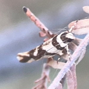 Macrobathra desmotoma at Legacy Park Woodland Reserve - 20 Mar 2024 05:17 PM