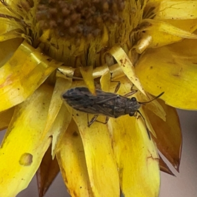 Nysius sp. (genus) (Seed bug) at Legacy Park Woodland Reserve - 20 Mar 2024 by Hejor1