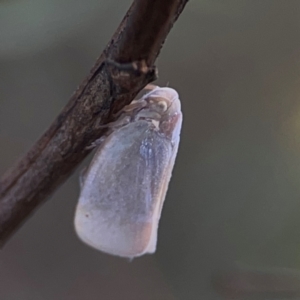 Anzora unicolor at Legacy Park Woodland Reserve - 20 Mar 2024 05:12 PM