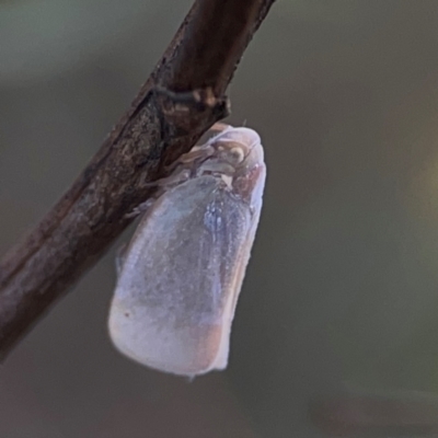 Anzora unicolor (Grey Planthopper) at Legacy Park Woodland Reserve - 20 Mar 2024 by Hejor1