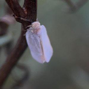 Anzora unicolor at Legacy Park Woodland Reserve - 20 Mar 2024 05:12 PM